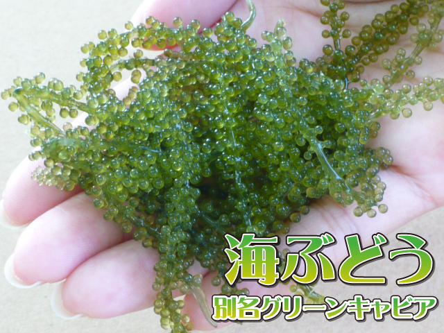 【沖縄特産品】極上プチプチ食感！茎付き1kg海ぶどう